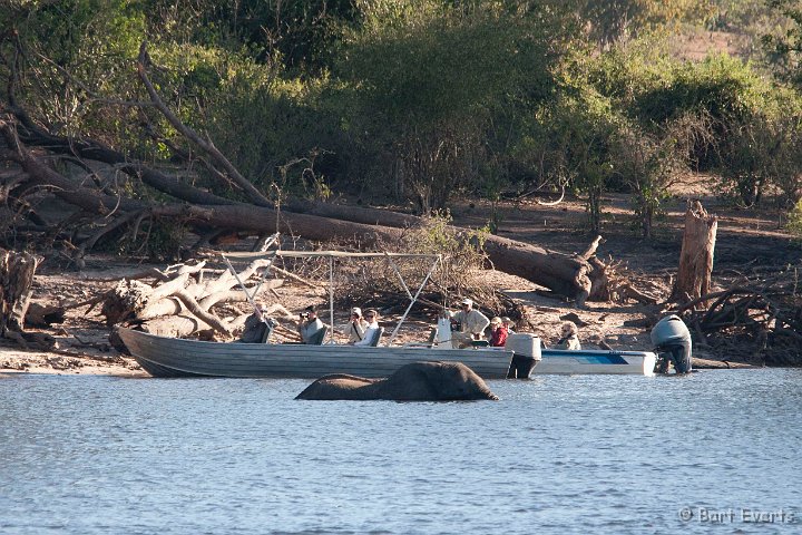 DSC_4049.jpg - Elephant crossing the river