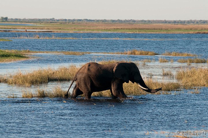 DSC_4096.jpg - wading Elephant