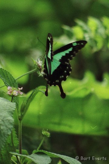 Scan20079.jpg - Papilio phorcas