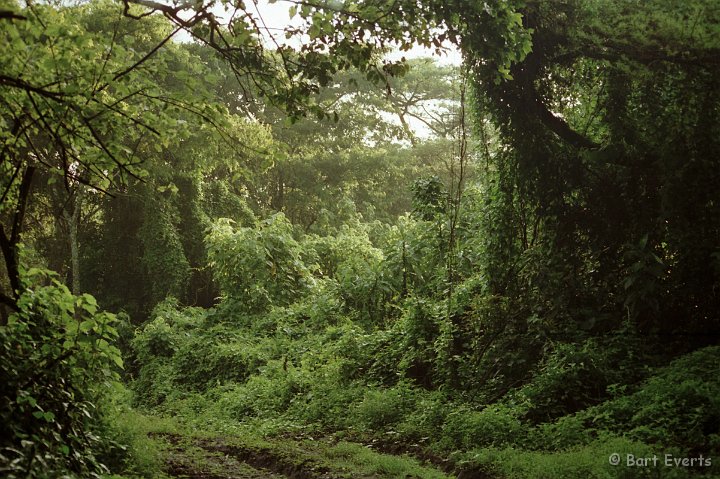 Scan30005.jpg - Lush forest