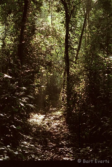 Scan30007.jpg - backlit forestpath