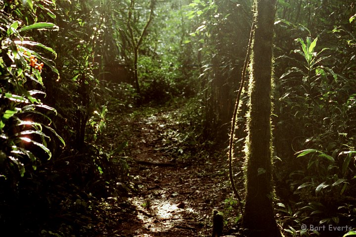 Scan30008.jpg - Backlit forestpath