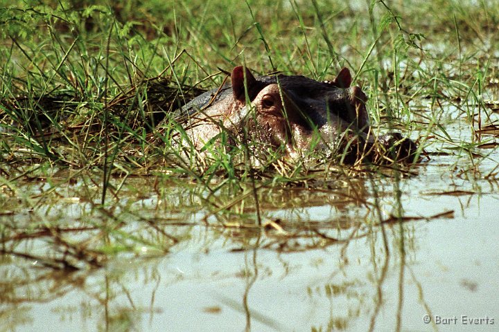 Scan10052.jpg - Hippo in Lake Baringo