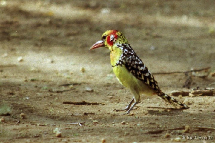 Scan20054.jpg - Red-and-Yellow Barbet