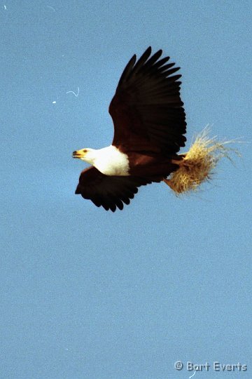 Scan20060.jpg - African Fish-eagle