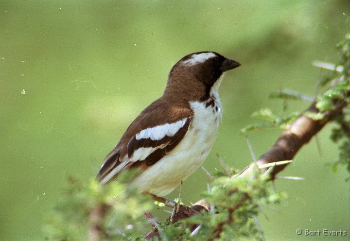 Scan20082.jpg - White-Browed Sparrow weaver