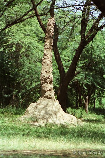 Scan20083.jpg - Termite mount