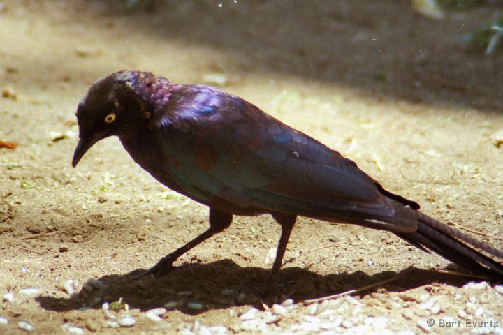 Scan20085.jpg - Rüppel's Long-tailed starling