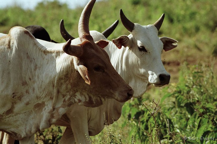 Scan10047.jpg - Cows