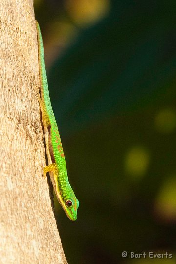 DSC_6783.jpg - Madagascar Daygecko