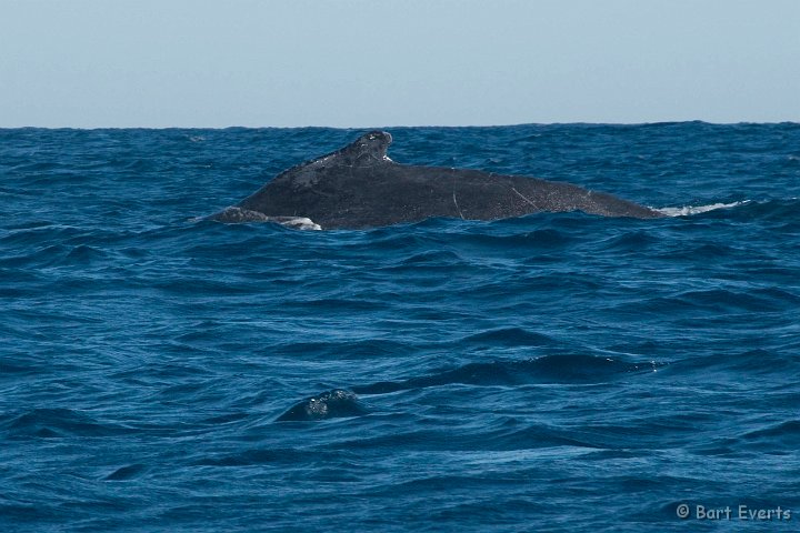 DSC_6075.jpg - Humpbackwhale