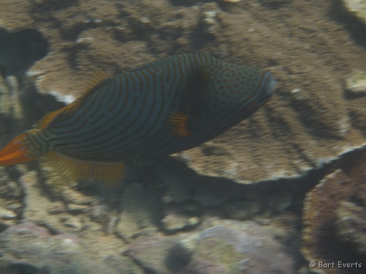 P1010386.JPG - Orange-lined Triggerfish
