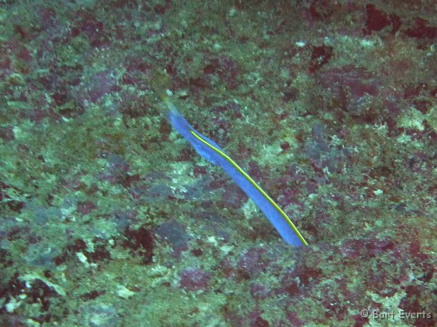 P1010428.JPG - Blue ribbon eel