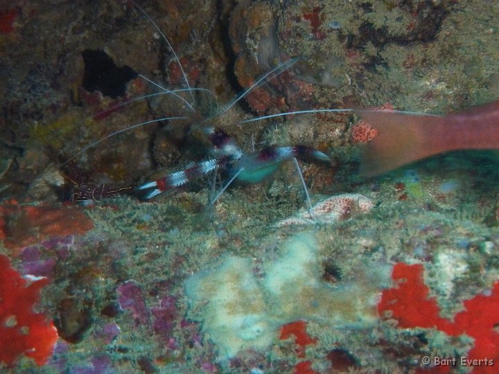P1010429.JPG - Banded Coral cleaner shrimp