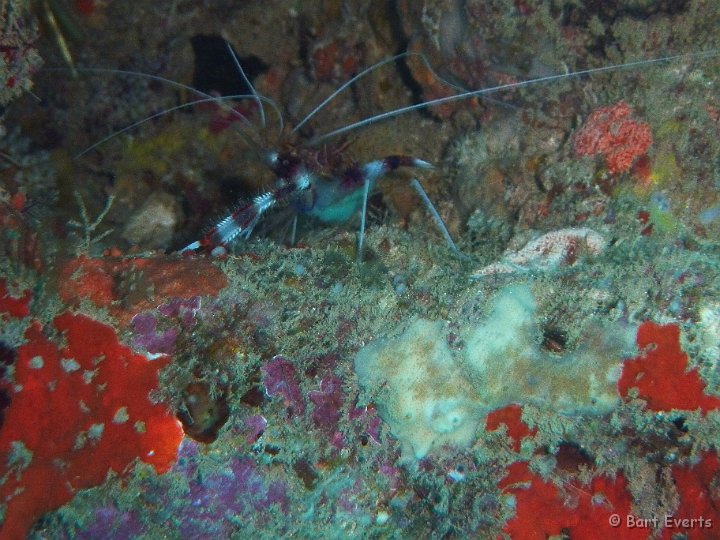 P1010430.JPG - Banded Coral cleaner shrimp