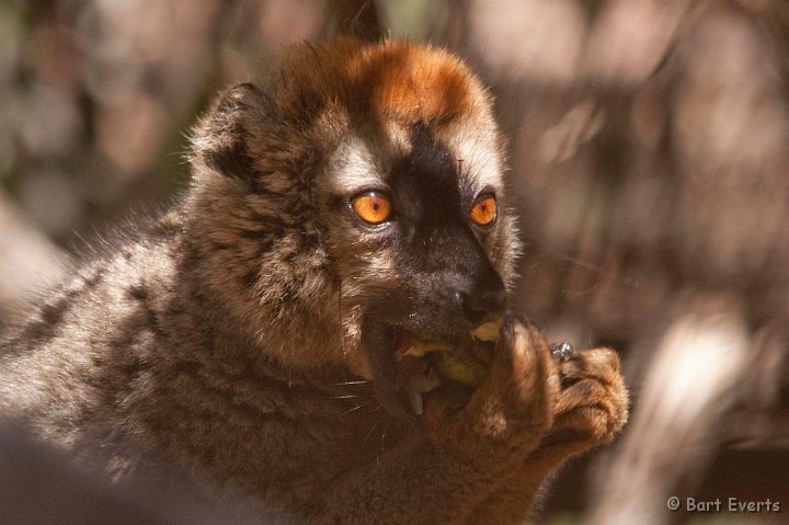 DSC_6216.jpg - Red-fronted Brown Lemur