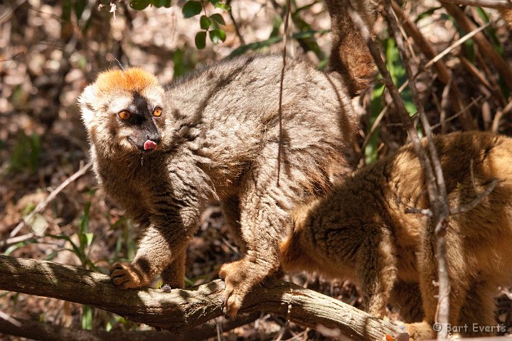 DSC_6229.jpg - Red-fronted Brown Lemur