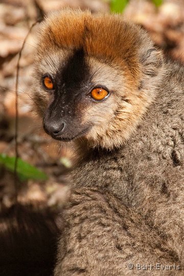 DSC_6346.jpg - Red-fronted brown Lemur
