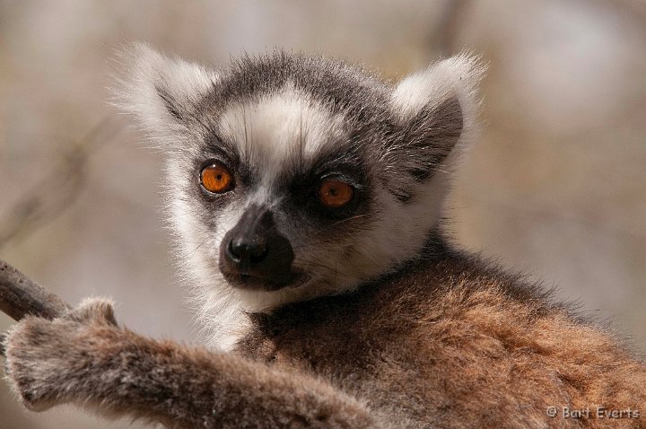 DSC_6425.jpg - Ring-tailed lemur