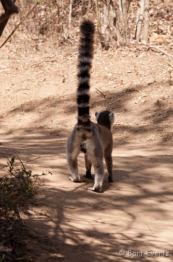 DSC_6428.jpg - Ring-tailed lemur