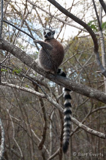 DSC_6429.jpg - Ring-tailed lemur