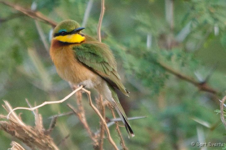 DSC_2732.jpg - Little Bee-eater