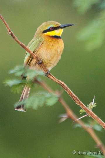 DSC_2736.jpg - Little Bee-eater