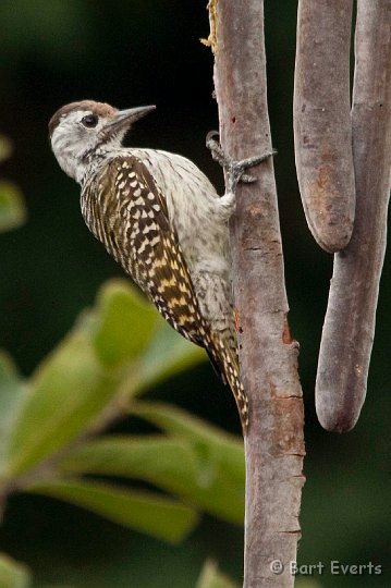 DSC_2782.jpg - Cardinal Woodpecker