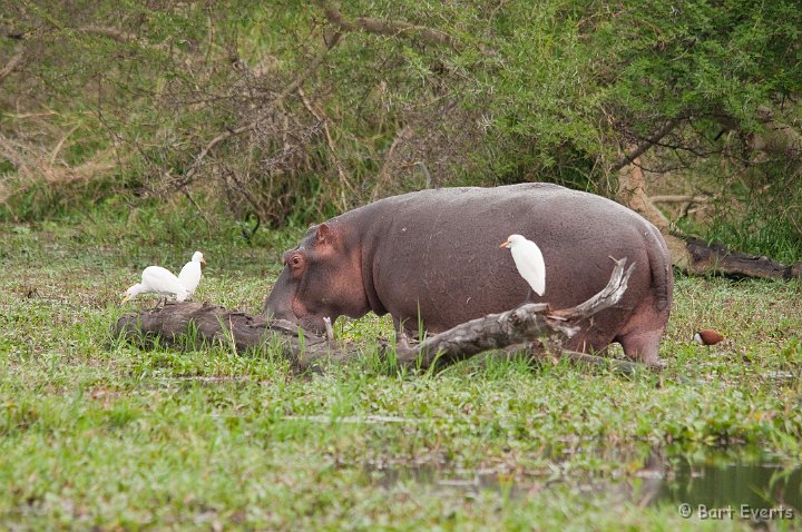 DSC_2844.jpg - Hippo and Cattle egret