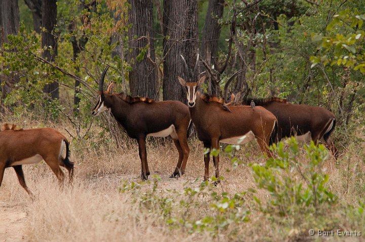 DSC_2875.jpg - Sable Antilopes