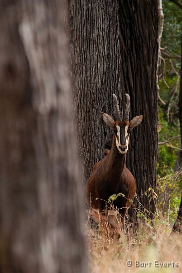 DSC_2890.jpg - Female Sable Antilope