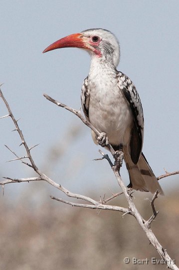 DSC_4598.jpg - Damara Red-billed hornbill