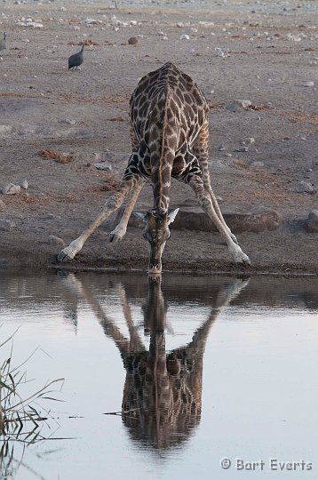 DSC_4633.jpg - Giraffe