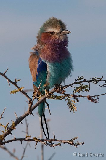 DSC_4684.jpg - Lilac-breasted Roller
