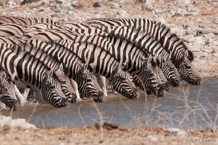 DSC_4718.jpg - Zebras