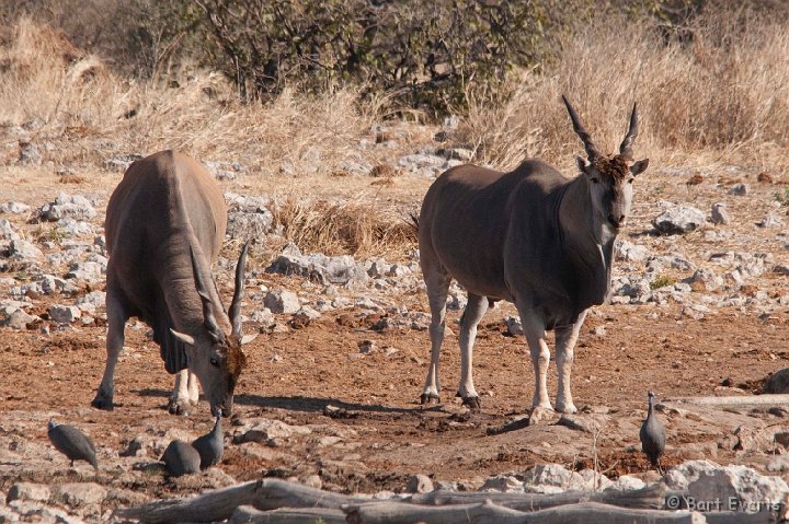 DSC_4750.jpg - Eland Antilope