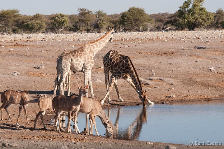 DSC_4784.jpg - Kudus and giraffes at waterholes