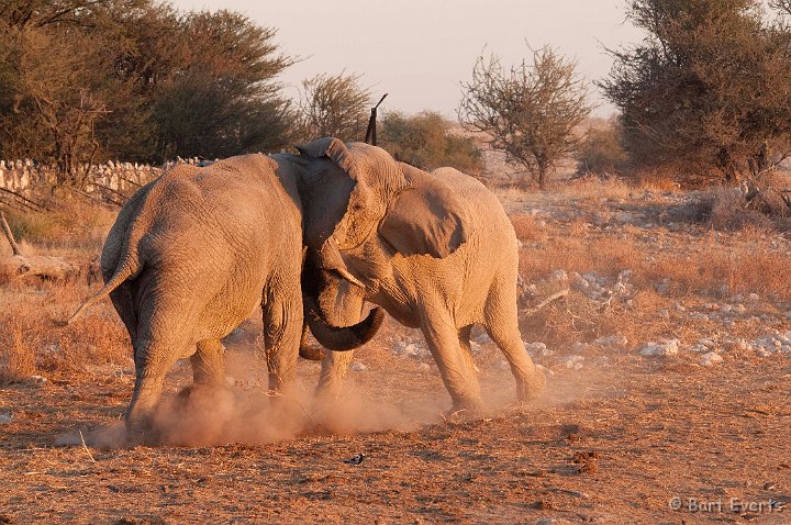DSC_4907.jpg - Fighting Elephants