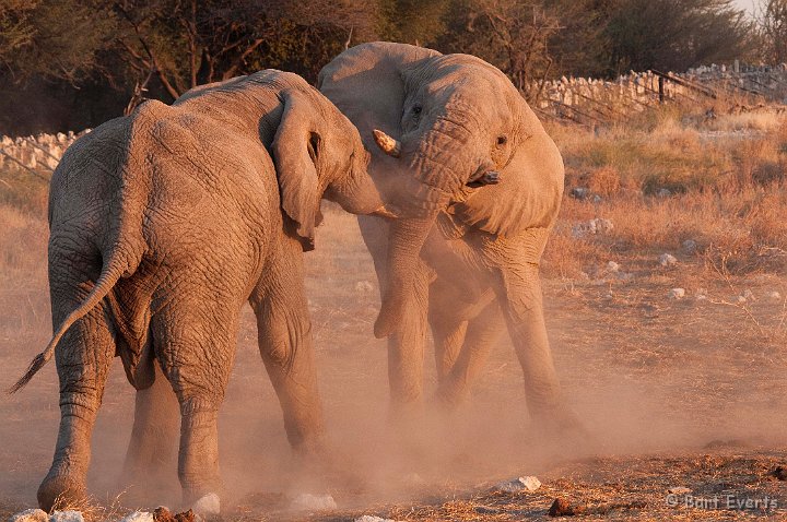 DSC_4920.jpg - Fighting Elephants