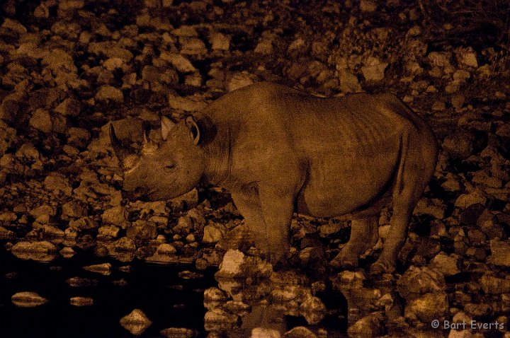 DSC_4954.jpg - Okaukuejo Waterhole: black rhino