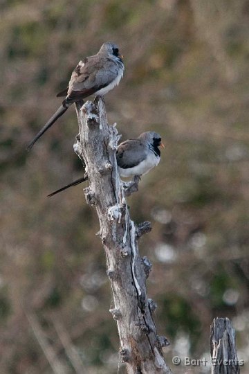 DSC_4478.jpg - Namaqua doves