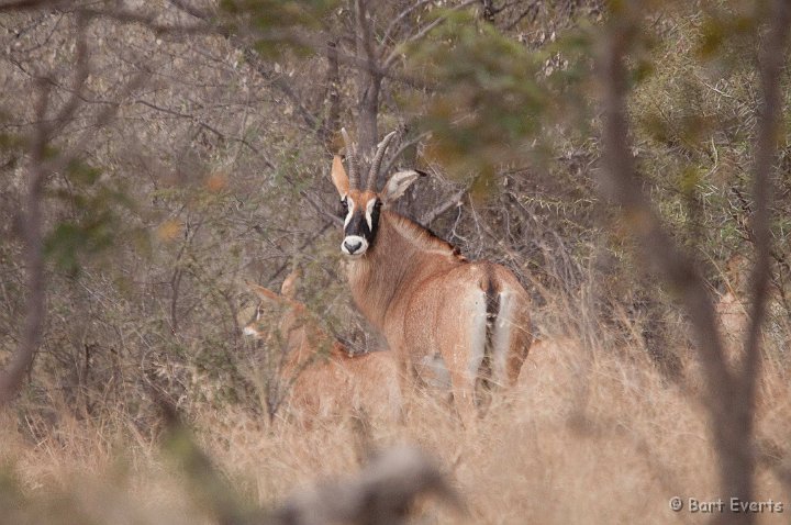 DSC_4497.jpg - The Elusive Roan Antilope
