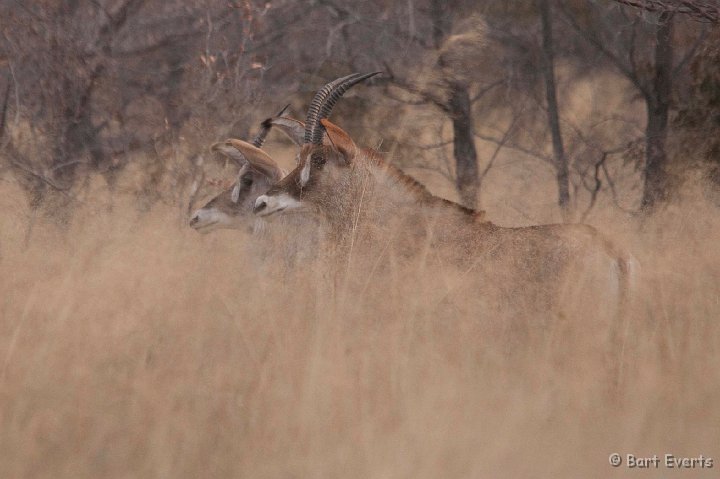 DSC_4508.jpg - The Elusive Roan Antilope