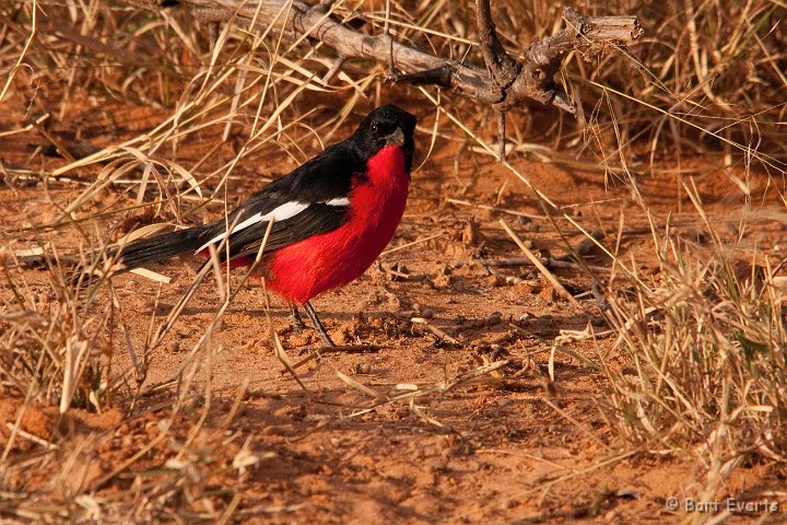 DSC_4535.jpg - Crimson-breasted Shrike