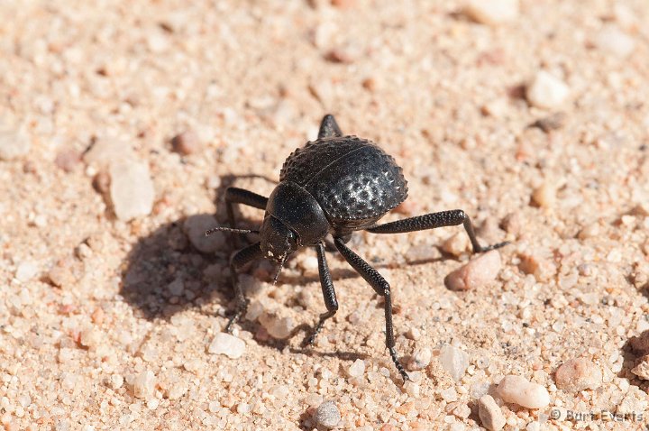 DSC_5387.jpg - Toktokkie beetle