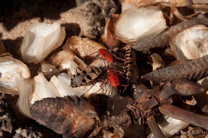 DSC_5399.jpg - Bugs living on the Welwitschia