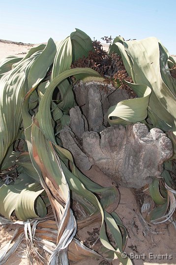 DSC_5405.jpg - Welwitschia
