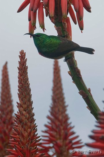 DSC_2538.jpg - male southern Doube Coloured Sunbird