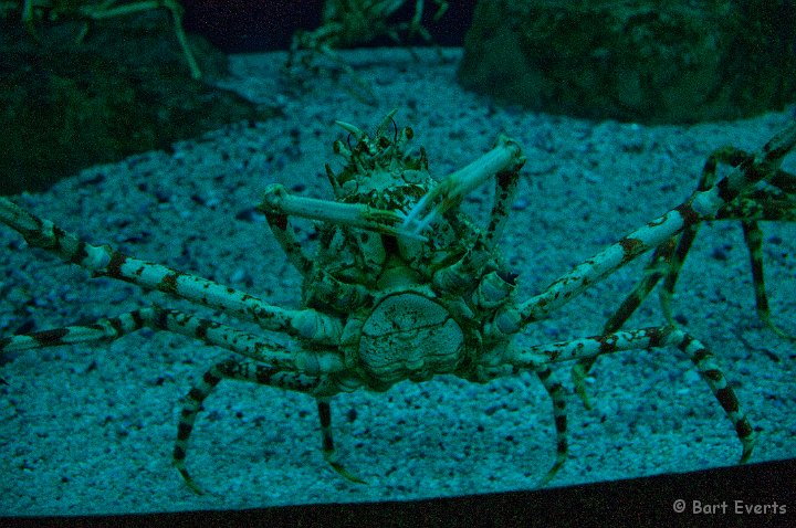 DSC_1205.jpg - giant crab in Two Oceans Aquarium