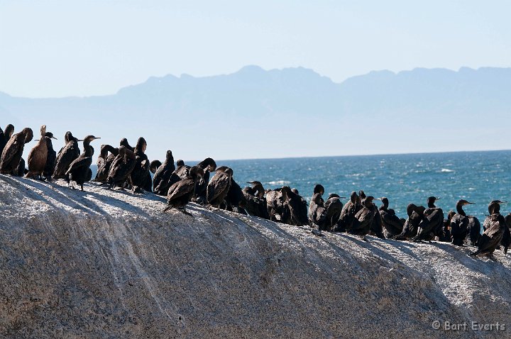 DSC_1142.jpg - Cape Cormorants